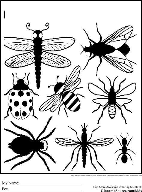 Printable Insect Pictures